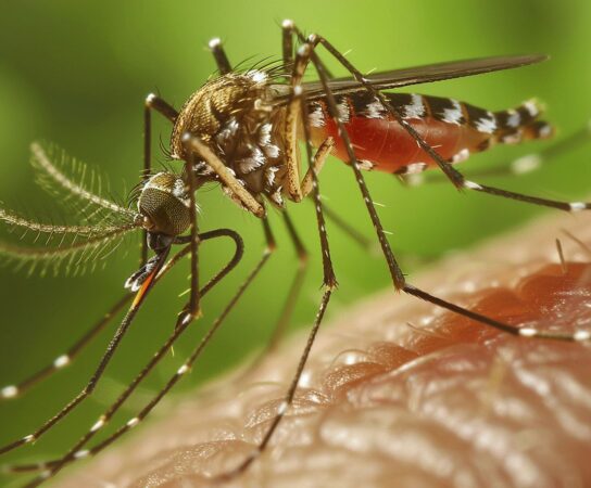 Piège à moustique : est-ce efficace ?
